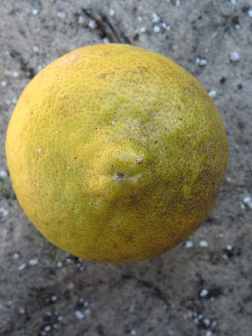              Fruit (Winter Haven, FL)       